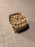 Ziemniaki jadalne Lilly 25kg