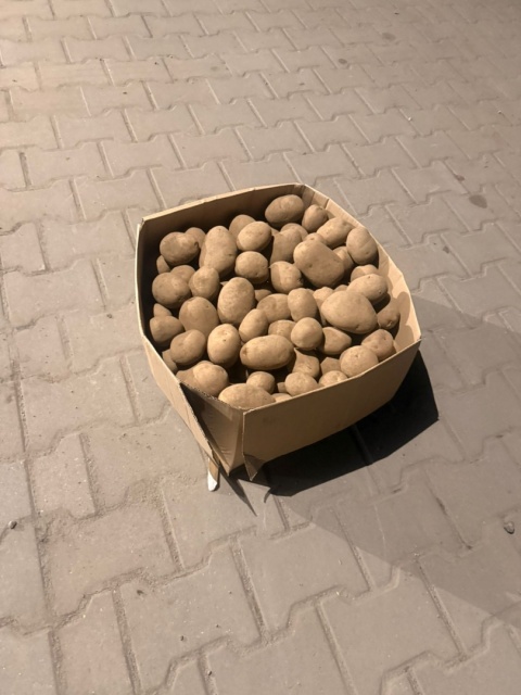 Ziemniaki jadalne Lilly 25kg