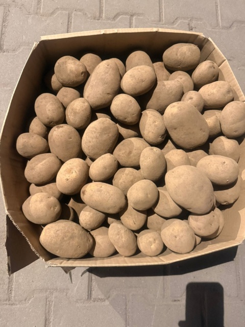 Ziemniaki jadalne Lilly 25kg