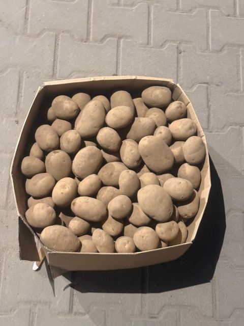 Ziemniaki jadalne Lilly 25kg